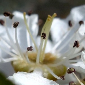 Photographie n°2340320 du taxon Pyrus spinosa Forssk. [1775]