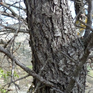 Photographie n°2340322 du taxon Pyrus spinosa Forssk. [1775]