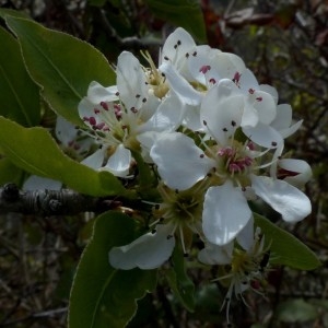 Photographie n°2340327 du taxon Pyrus spinosa Forssk. [1775]