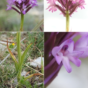 Photographie n°2340409 du taxon Orchis pyramidalis L. [1753]