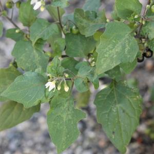 Photographie n°2340464 du taxon Solanum nigrum L. [1753]