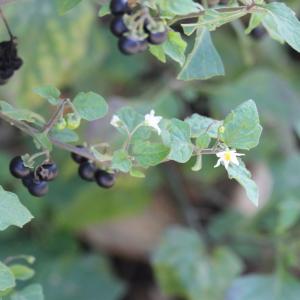 Photographie n°2340465 du taxon Solanum nigrum L. [1753]