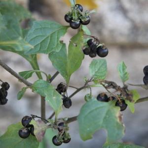 Photographie n°2340466 du taxon Solanum nigrum L. [1753]