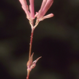 Photographie n°2340471 du taxon Silene armeria L. [1753]