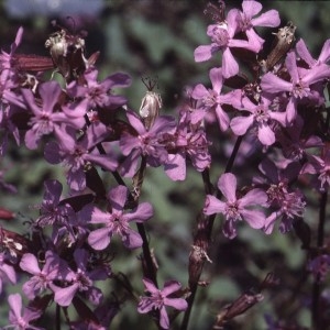 Photographie n°2340483 du taxon Silene viscaria (L.) Borkh. [1793]