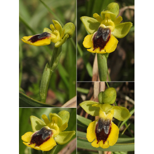 Ophrys lutea subsp. murbeckii sensu Soó (Ophrys de Sicile)
