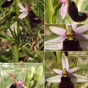  - Ophrys bertolonii subsp. bertolonii 