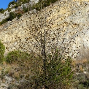 Photographie n°2340526 du taxon Alnus cordata (Loisel.) Duby [1828]