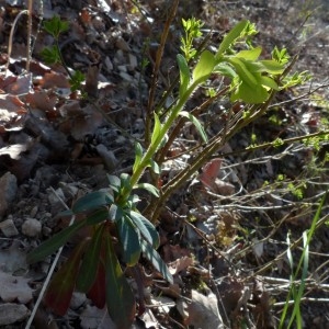 Photographie n°2340547 du taxon Euphorbia amygdaloides L. [1753]