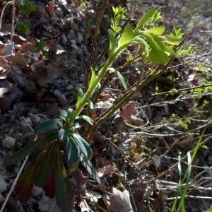 Photographie n°2340550 du taxon Euphorbia amygdaloides L. [1753]