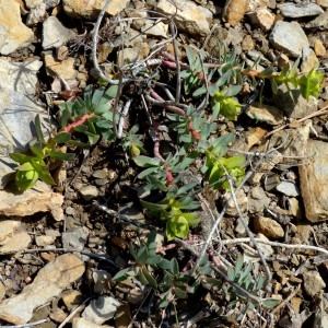 Photographie n°2340551 du taxon Euphorbia nicaeensis All. [1785]