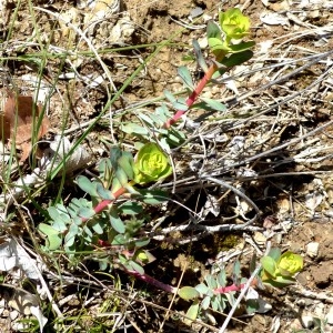 Photographie n°2340553 du taxon Euphorbia nicaeensis All. [1785]