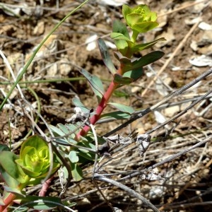 Photographie n°2340554 du taxon Euphorbia nicaeensis All. [1785]