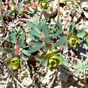 Photographie n°2340557 du taxon Euphorbia nicaeensis All. [1785]