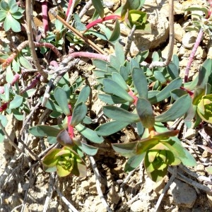Photographie n°2340558 du taxon Euphorbia nicaeensis All. [1785]