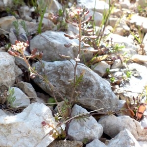 Photographie n°2340581 du taxon Hornungia petraea (L.) Rchb. [1838]