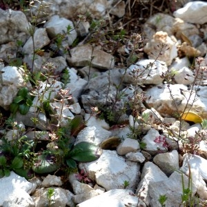 Photographie n°2340582 du taxon Hornungia petraea (L.) Rchb. [1838]