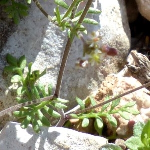 Photographie n°2340584 du taxon Hornungia petraea (L.) Rchb. [1838]