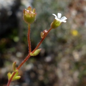 Photographie n°2340602 du taxon Saxifraga tridactylites L. [1753]