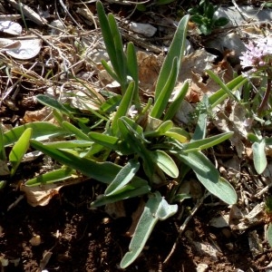 Photographie n°2340610 du taxon Valeriana tuberosa L. [1753]