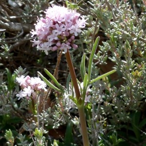 Photographie n°2340611 du taxon Valeriana tuberosa L. [1753]