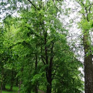 Photographie n°2340623 du taxon Tilia cordata Mill. [1768]