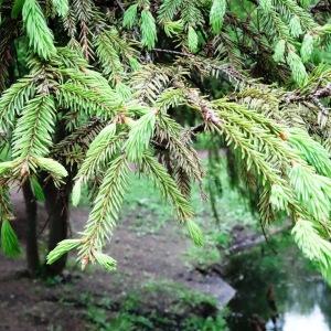 Photographie n°2340629 du taxon Picea abies (L.) H.Karst. [1881]