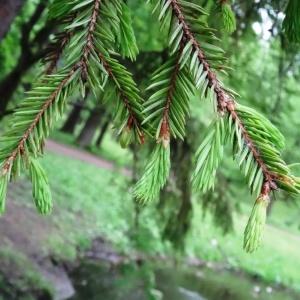 Photographie n°2340630 du taxon Picea abies (L.) H.Karst. [1881]