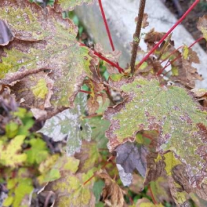 Photographie n°2340659 du taxon Acer pseudoplatanus L.