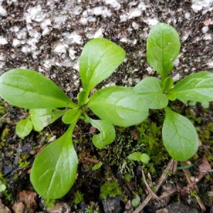 Photographie n°2340661 du taxon Valerianella locusta (L.) Laterr. [1821]