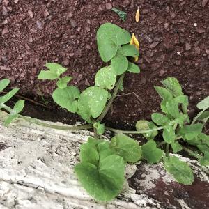 Photographie n°2340670 du taxon Sonchus oleraceus L.