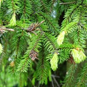 Photographie n°2340731 du taxon Picea abies (L.) H.Karst. [1881]