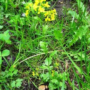 Photographie n°2340733 du taxon Barbarea vulgaris R.Br. [1812]