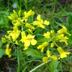 Photographie n°2340734 du taxon Barbarea vulgaris R.Br. [1812]