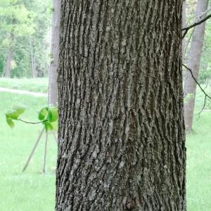 Photographie n°2340738 du taxon Tilia cordata Mill. [1768]