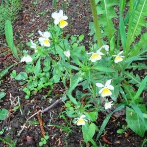 Photographie n°2340743 du taxon Viola tricolor L. [1753]