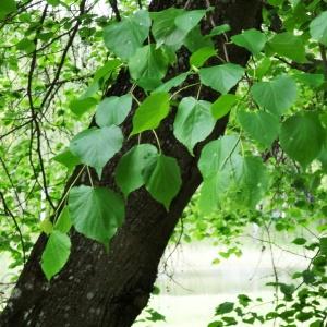 Photographie n°2340765 du taxon Tilia cordata Mill. [1768]