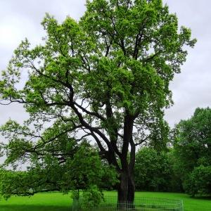 Photographie n°2340772 du taxon Quercus robur L. [1753]