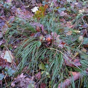 Photographie n°2340776 du taxon Deschampsia cespitosa (L.) P.Beauv. [1812]