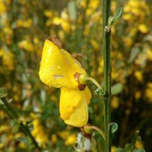 Photographie n°2340788 du taxon Cytisus scoparius (L.) Link [1822]