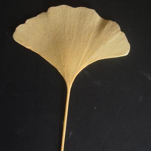 Photographie n°2340815 du taxon Ginkgo biloba 'Fastigiata' 