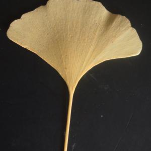 Photographie n°2340816 du taxon Ginkgo biloba 'Fastigiata' 