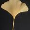  Liliane Roubaudi - Ginkgo biloba 'Fastigiata' 