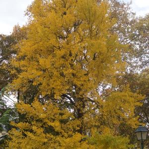 Photographie n°2340818 du taxon Ginkgo biloba 'Fastigiata' 