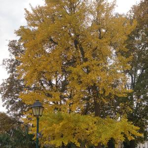 Photographie n°2340820 du taxon Ginkgo biloba 'Fastigiata' 