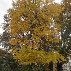 Photographie n°2340821 du taxon Ginkgo biloba 'Fastigiata' 