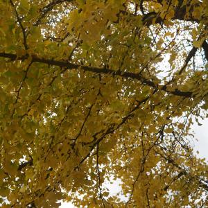 Photographie n°2340825 du taxon Ginkgo biloba 'Fastigiata' 