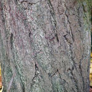 Photographie n°2340829 du taxon Ginkgo biloba 'Fastigiata' 