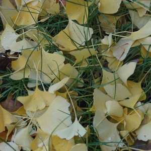 Photographie n°2340831 du taxon Ginkgo biloba 'Fastigiata' 