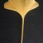  Liliane Roubaudi - Ginkgo biloba 'Fastigiata' 